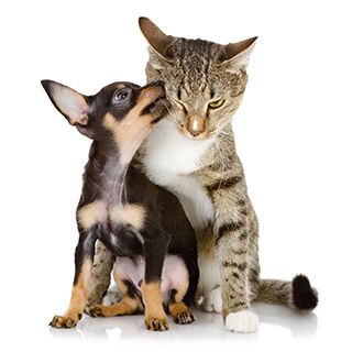 Clínica Veterinaria Kans perro y gato
